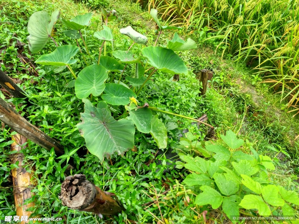 大魁芋