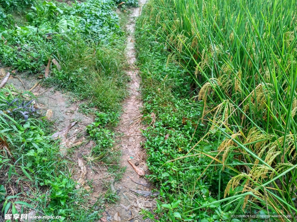 田园小路
