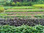 田野菜地