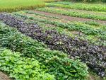 田野菜地