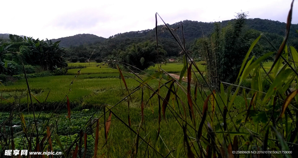 雨天的田园竹林 延时摄影