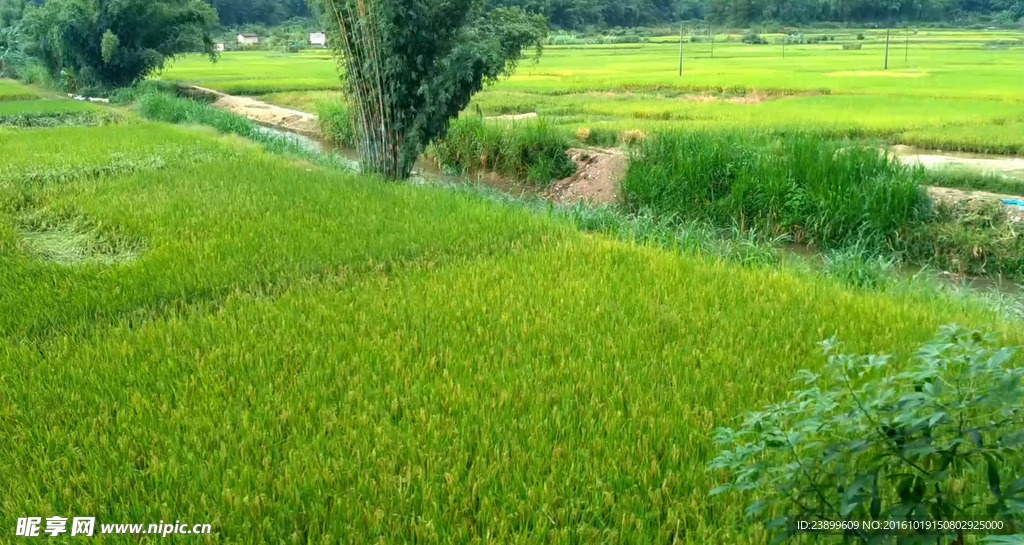 雨天的田野 视频