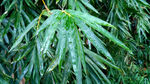 雨天的竹叶 视频