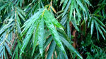 雨天的竹叶 移轴视频