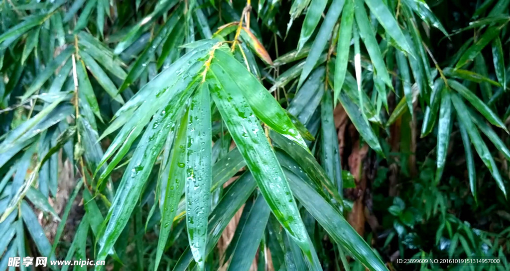 雨天的竹叶 移轴视频