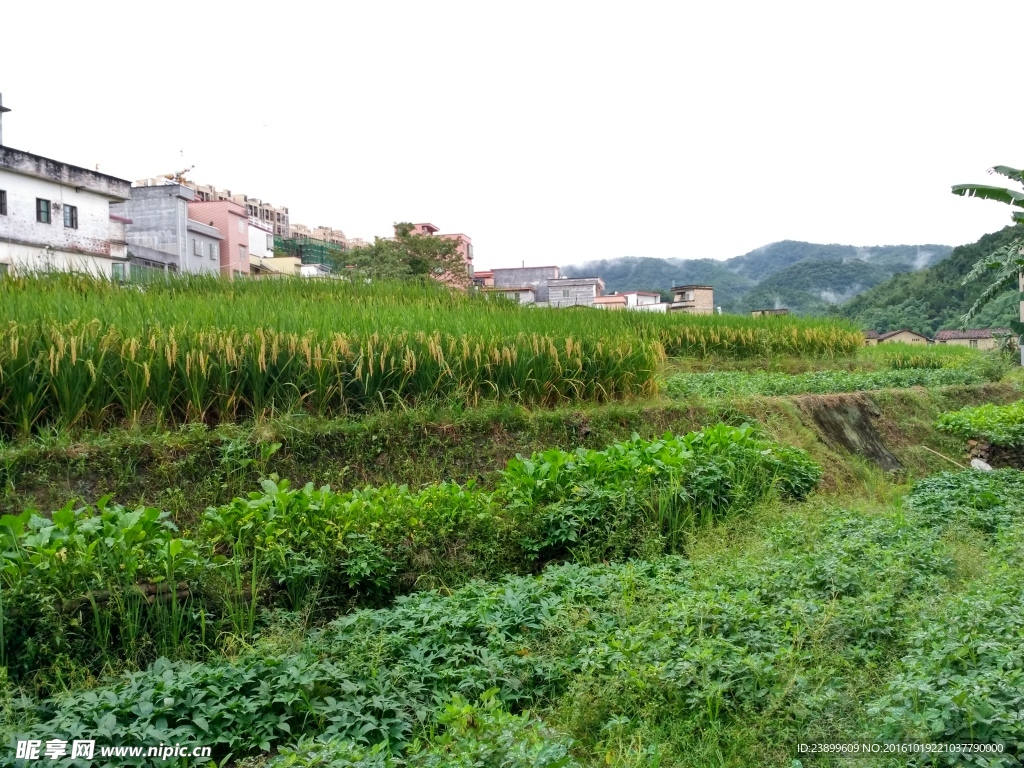 雨天的乡村田野