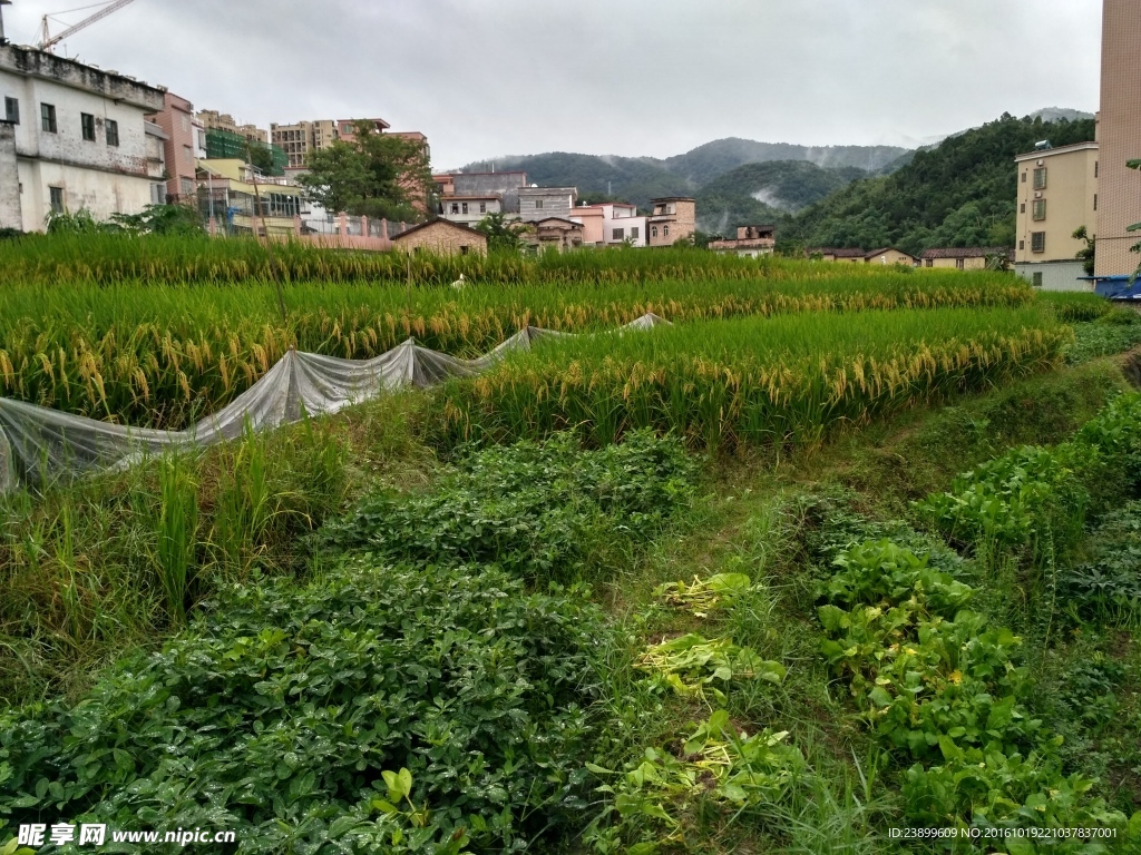 雨天的乡村田野