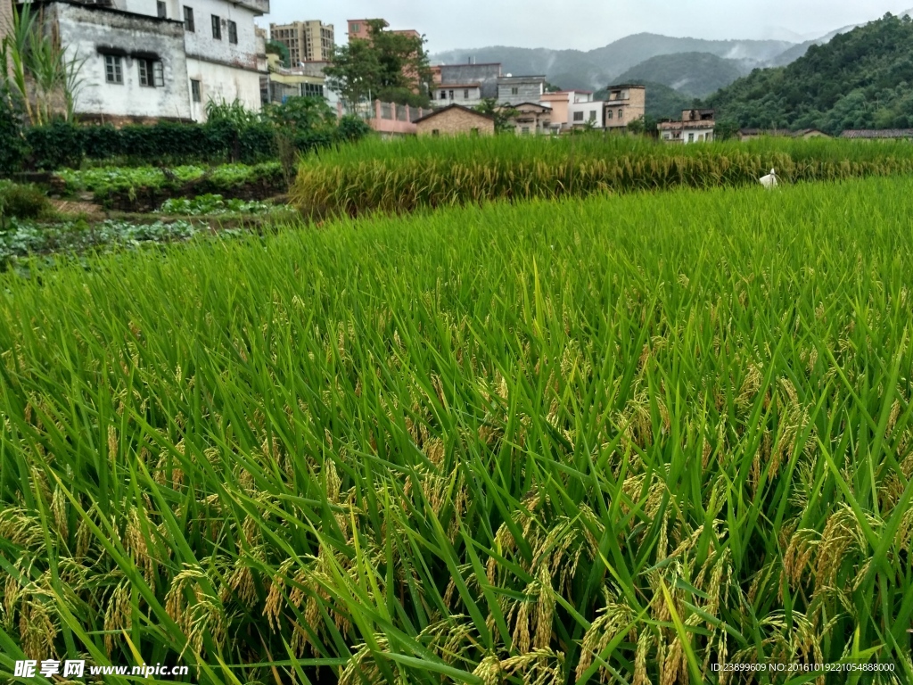 雨天的乡村田野