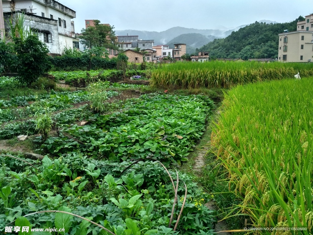 雨天的乡村田野