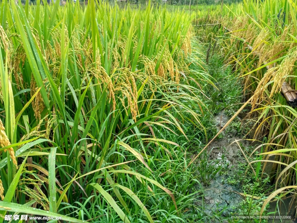 雨天的乡村田野