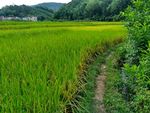 雨天的乡村田野