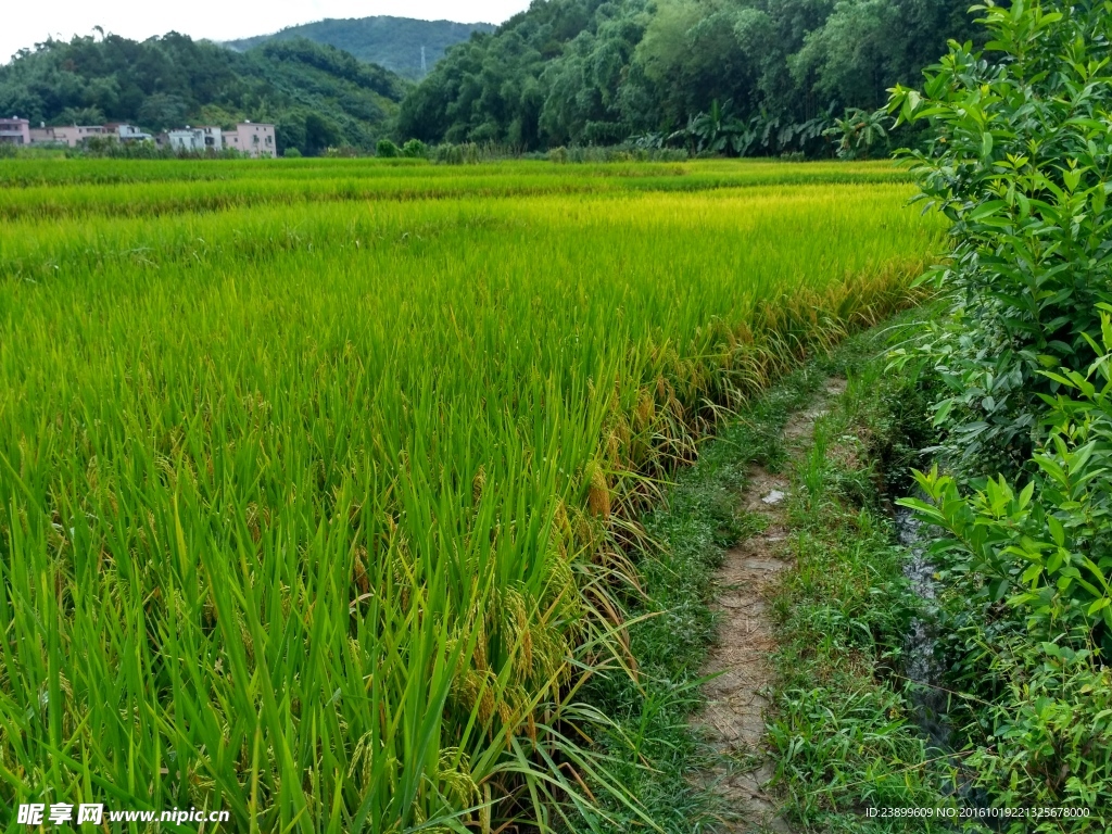 雨天的乡村田野