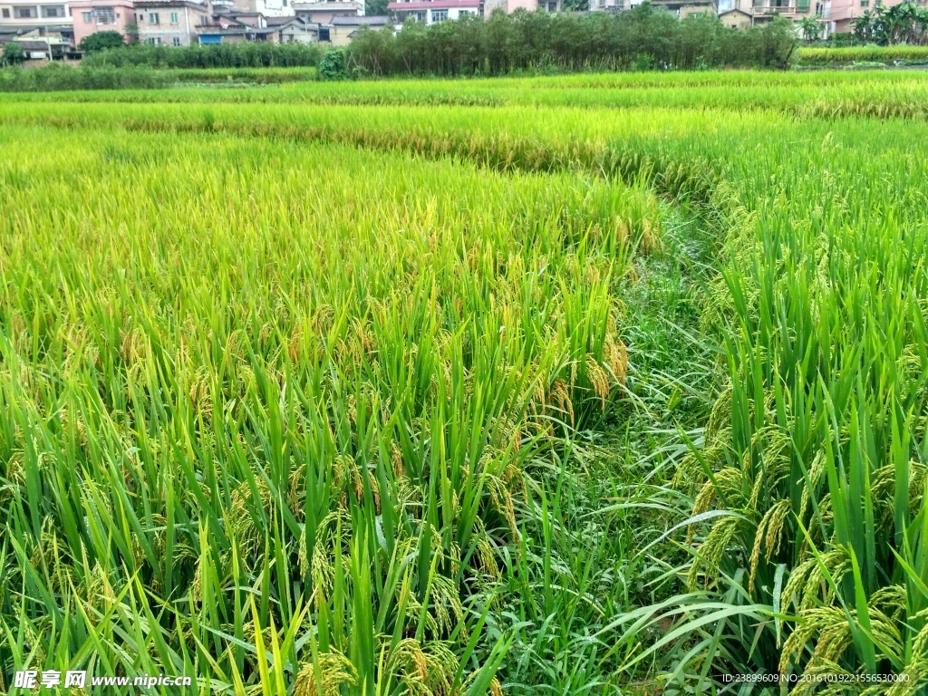 雨天的乡村田野