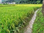 雨天的乡村田野