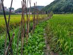 雨天的乡村田野