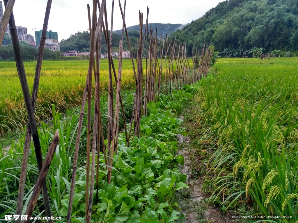 雨天的乡村田野