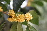 桂花