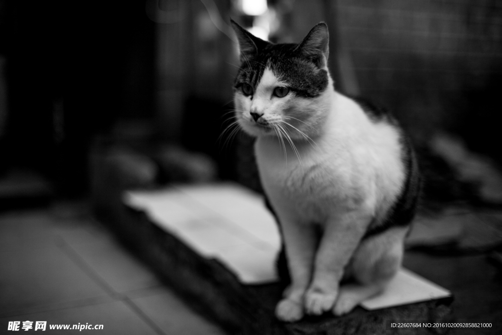 猫
