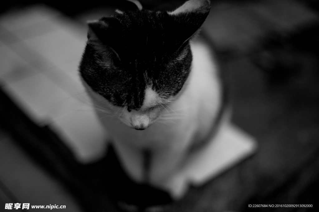 猫