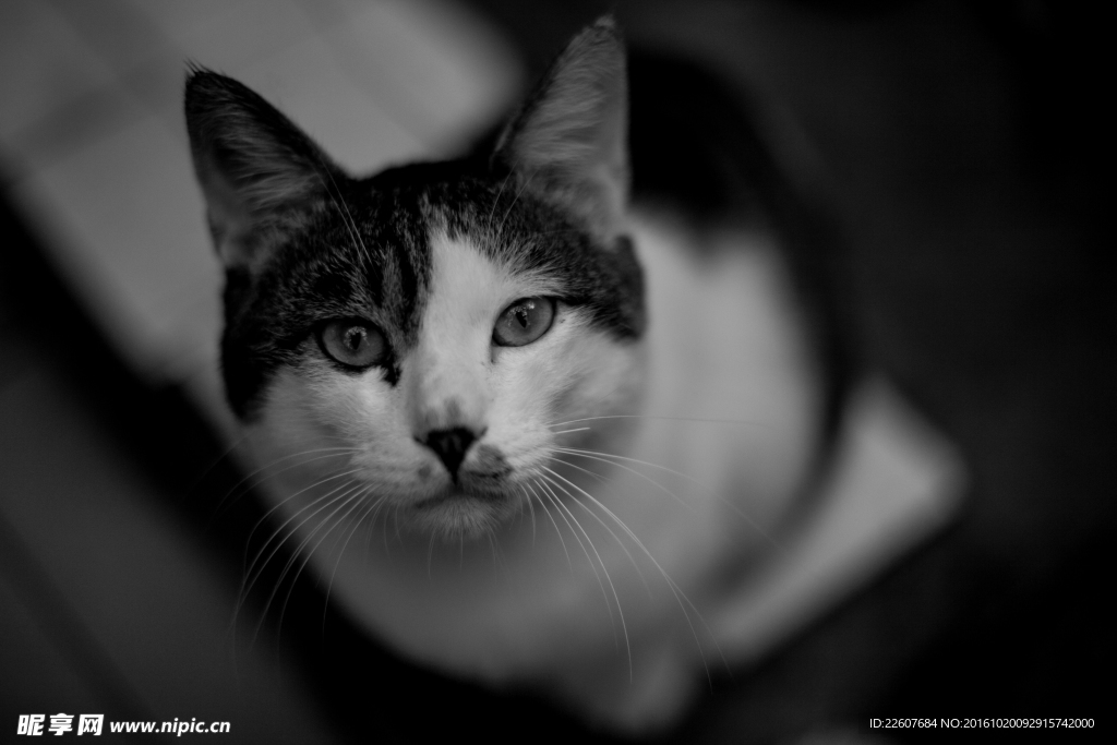 猫