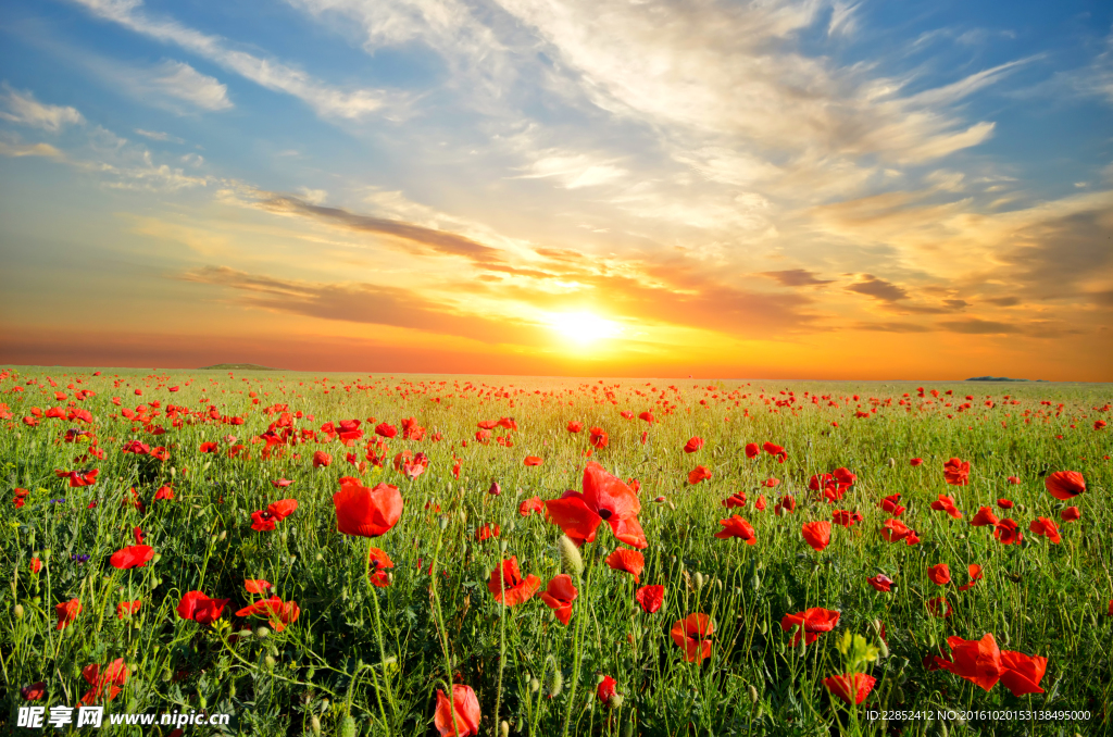 夕阳下的花海图