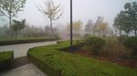 公园的雾