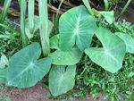 大魁芋
