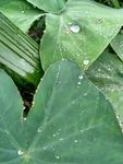大魁芋