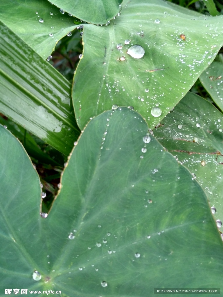 大魁芋