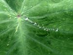 大魁芋