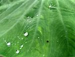 大魁芋