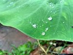 大魁芋