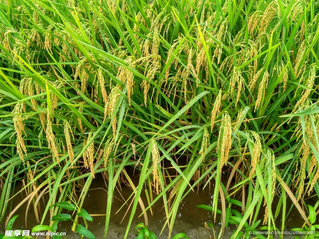 水稻
