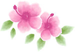 扶桑花