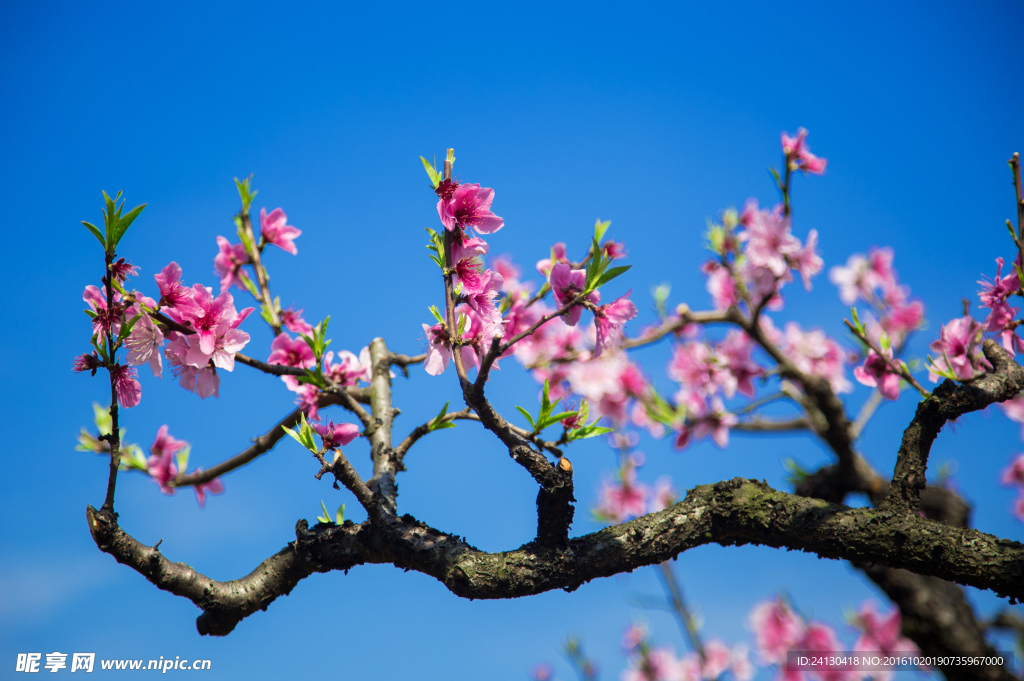桃花