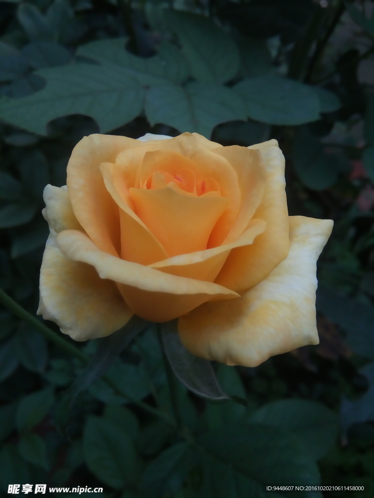 月季花