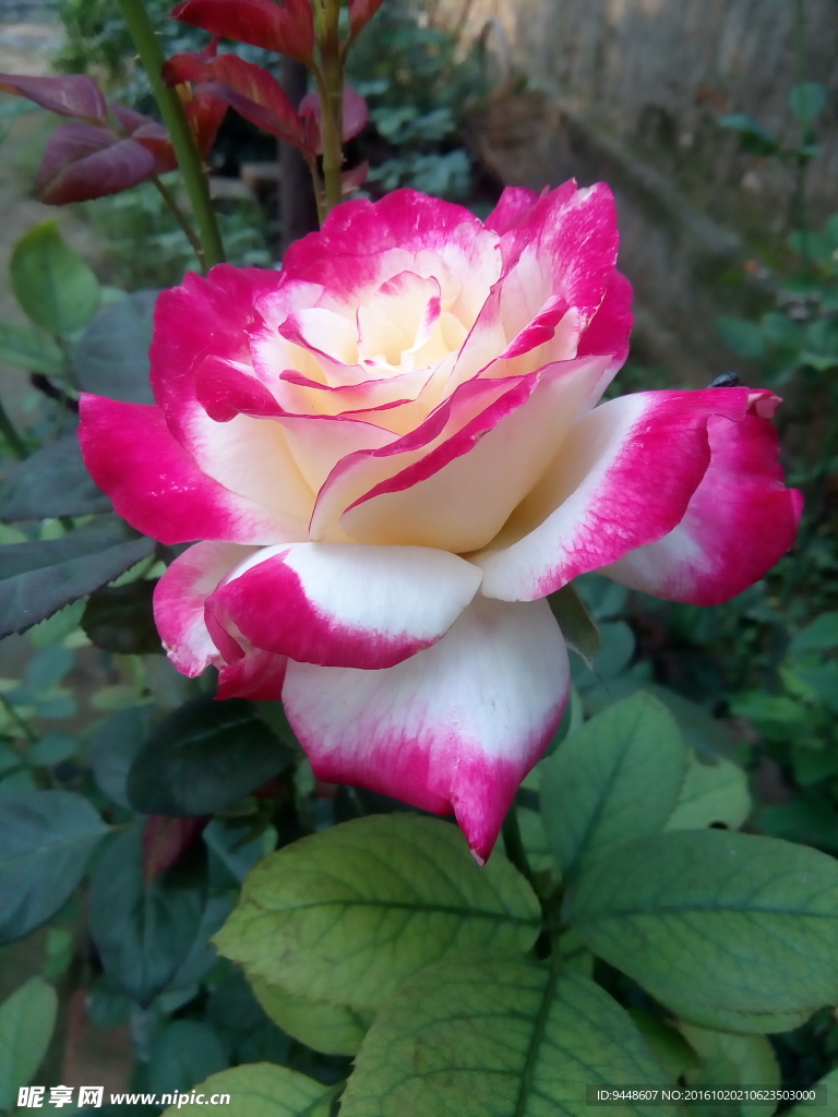 月季花