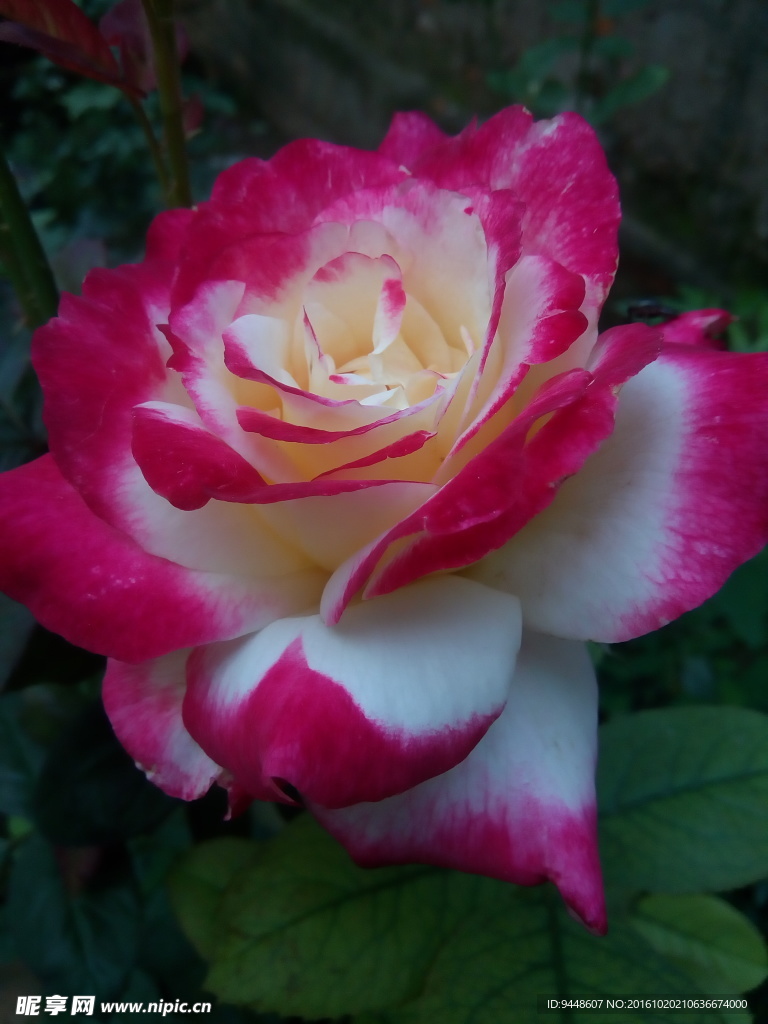 月季花