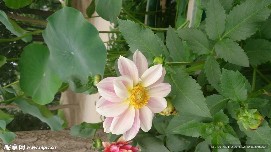 花
