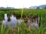 山川田野