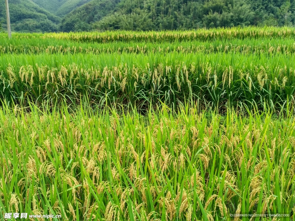 山川田野