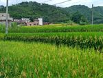 山川田野