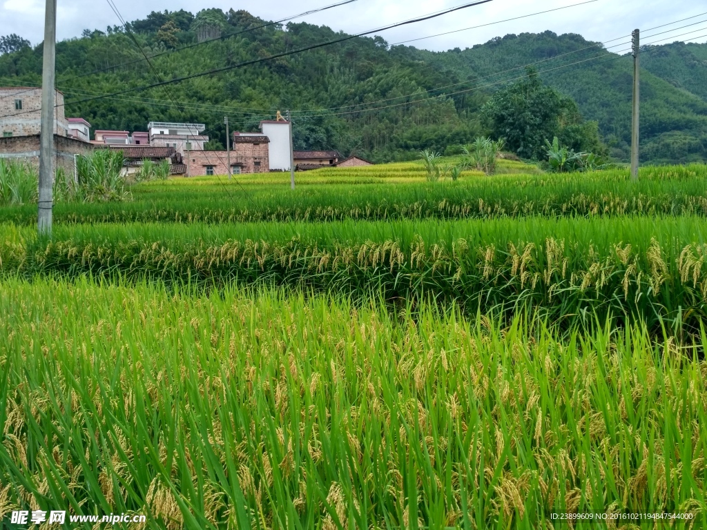 山川田野