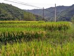 山川田野