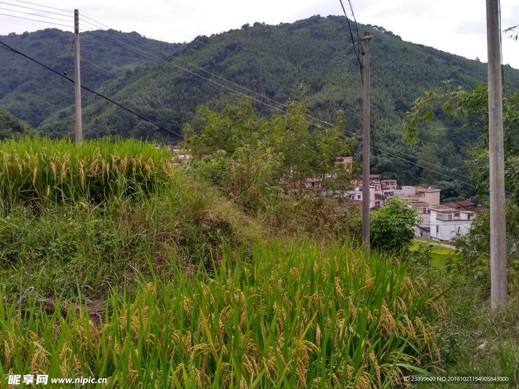 山川田野