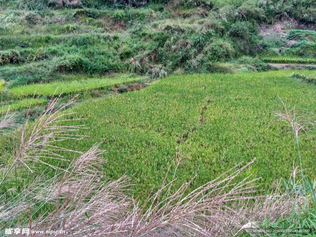 山川田野