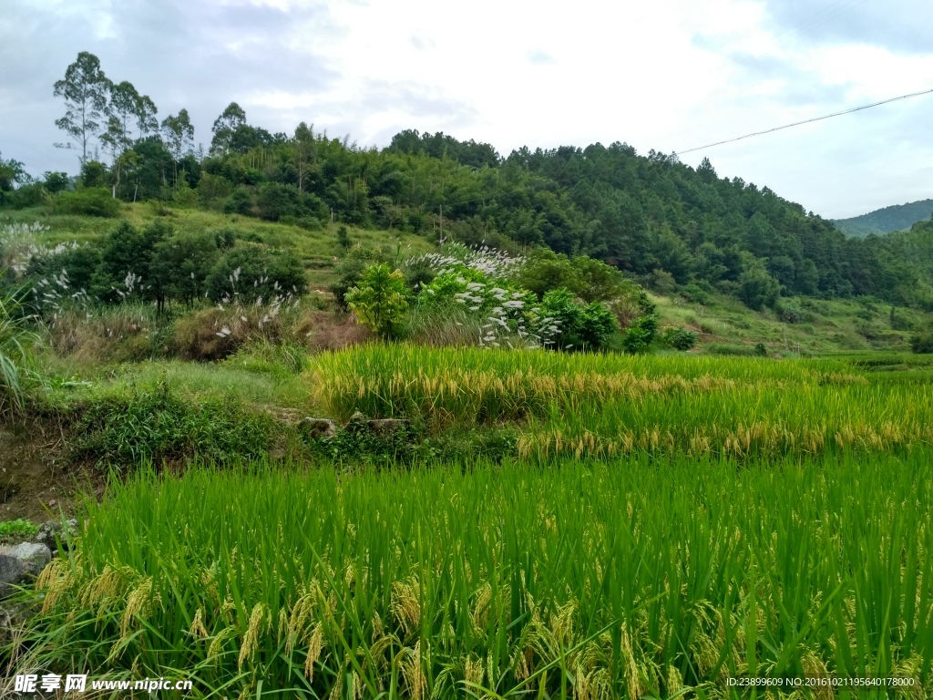 山川田野