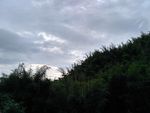 竹林