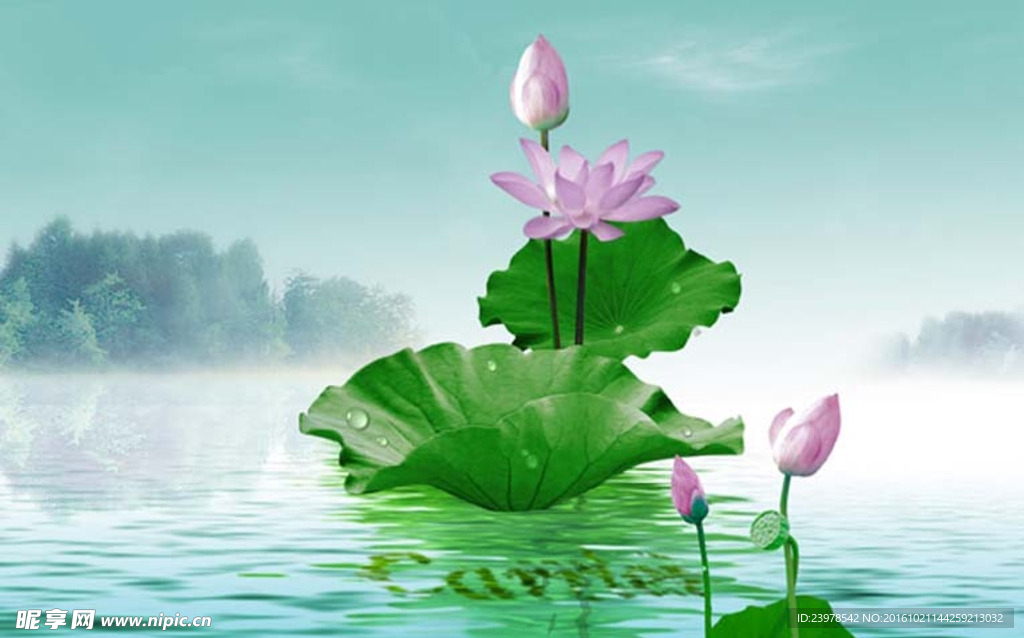 荷花