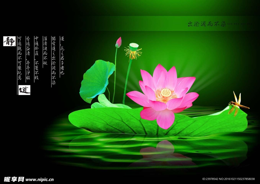 荷花